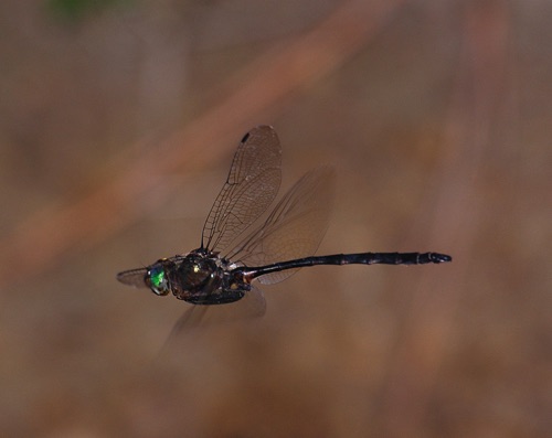 Male
2008_07_27_Floyd
